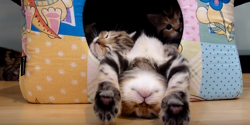 This ADORABLE Video of Kittens Falling Asleep Suddenly Will Definitely Make You Smile!