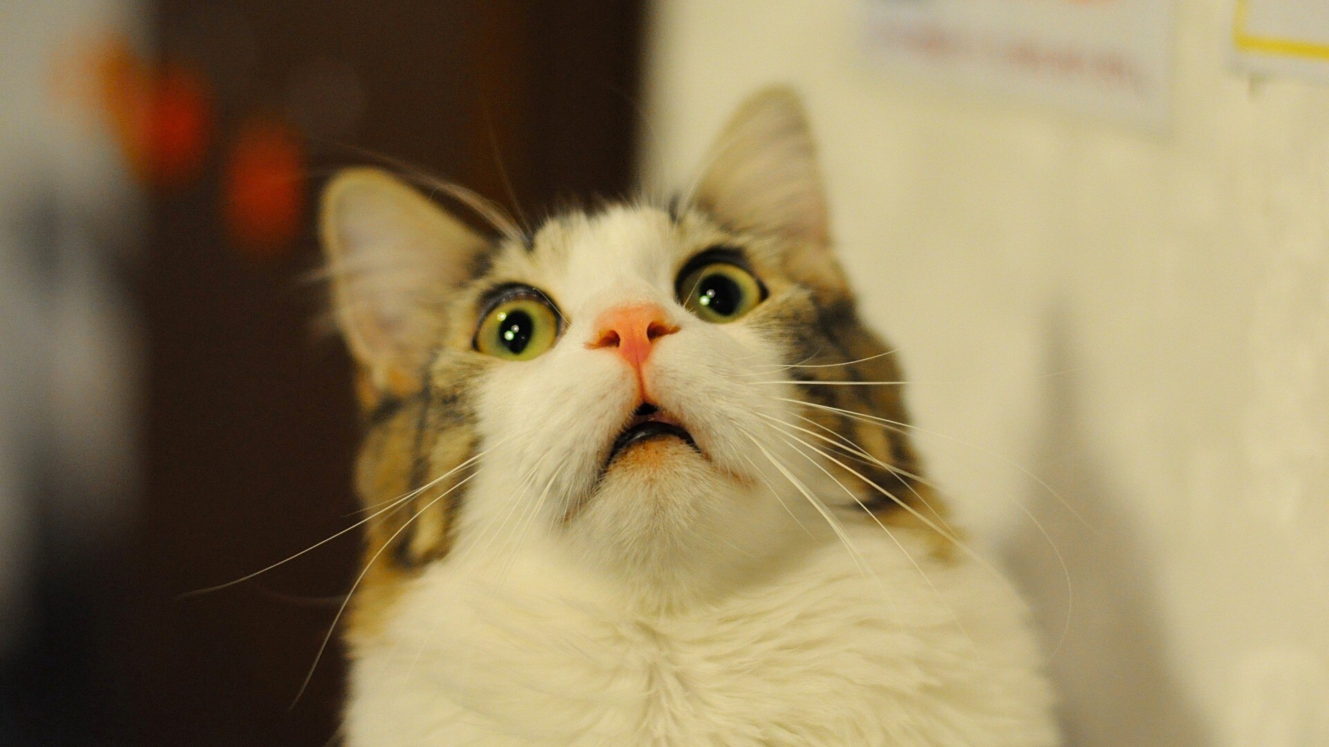 So Science Has Proof Now That Dogs Love Us More Than Cats...