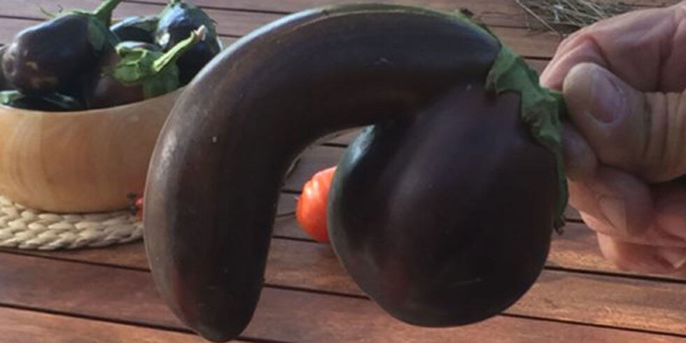 How Much Money Is an Eggplant Shaped Like a Penis Worth?