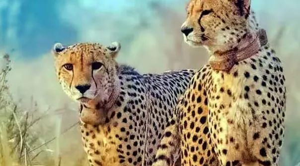 प्रोजेक्ट चीता को झटका, मप्र के कूनो पार्क में दो और चीता शावकों की मौत प्रोजेक्ट चीता को झटका, मप्र के कूनो पार्क में दो और चीता शावकों की मौत