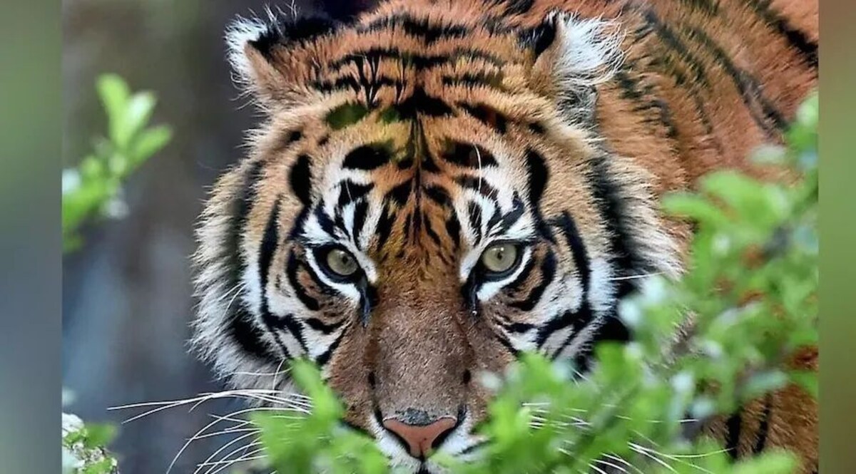 पीलीभीत में बाघ के हमले में किसान की मौत, क्षत-विक्षत अवस्था में मिला शव जांच जारी