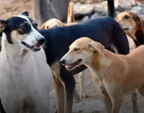 राजस्थान में कुत्तों के खिलाफ पुलिस में कंपलेंट की! इस शिकायत से पुलिस भी हैरान राजस्थान में कुत्तों के खिलाफ पुलिस में कंपलेंट की! इस शिकायत से पुलिस भी हैरान