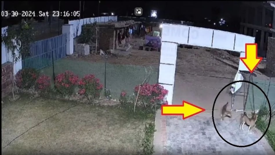 कुत्तों ने भौंक भौंककर दी गार्ड को काट खाने की धमकी, कंपनी ने दिखाया सीसीटीवी कुत्तों ने भौंक भौंककर दी गार्ड को काट खाने की धमकी, कंपनी ने दिखाया सीसीटीवी
