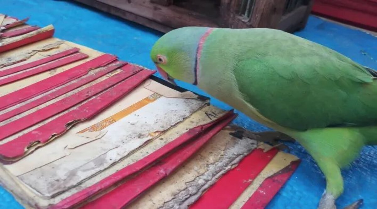 Election के लिए नेताजी का भविष्य बताने वाले तोते को पुलिस ने किया गिरफ्तार तोता बताता था भविष्य पकड़ लिया पुलिस ने