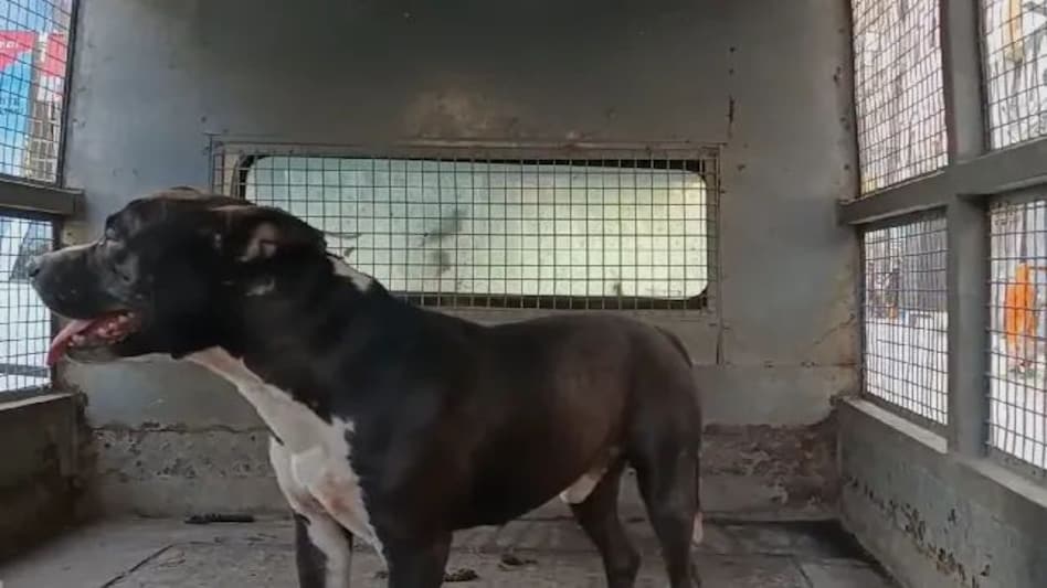 Video: पिटबुल कुत्ते ने नाबालिग को नोंच डाला, गाजियाबाद में हुई घटना Video: पिटबुल कुत्ते ने नाबालिग को नोंच डाला, गाजियाबाद में हुई घटना