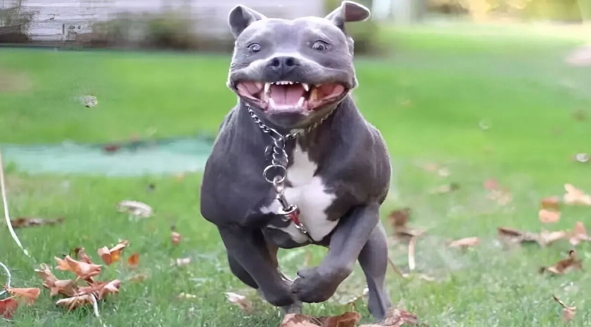 Dangerous Dog: खतरनाक नस्ल के कुत्तों की भारत में NO ENTRY! ये कुत्ते अब काट नहीं पाएंगे! Delhi Dangerous Dog News