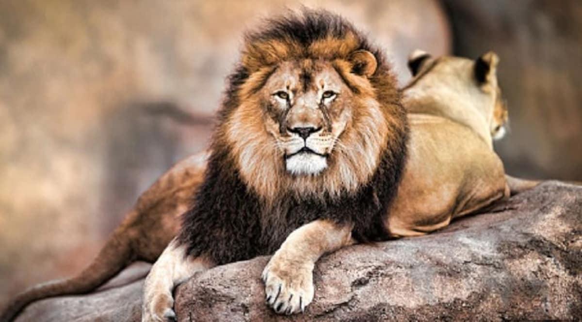 दो आदमखोर शेर जिन्होंने 135 लोगों को कच्चा चबाया! CrimeTak