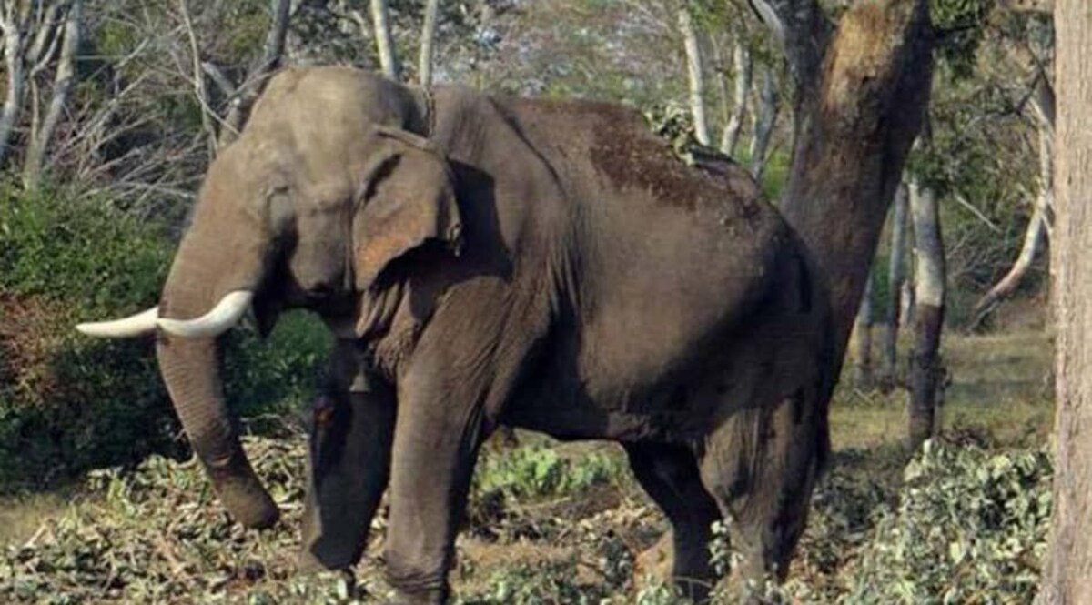 जब हाथियों से जान बचाने के लिए
पानी की टंकी पर चढ़ गए विधायक जी CrimeTak