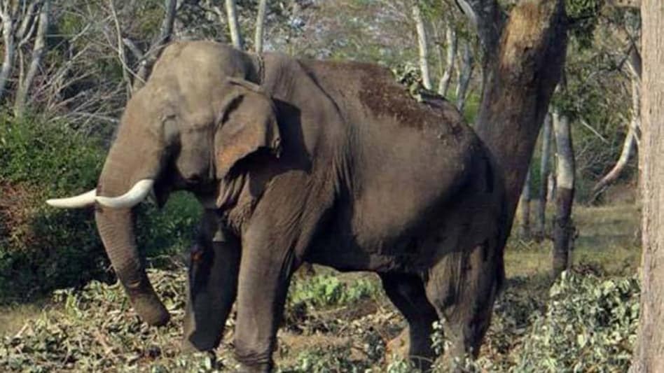 जब हाथियों से जान बचाने के लिए
पानी की टंकी पर चढ़ गए विधायक जी जब हाथियों से जान बचाने के लिएपानी की टंकी पर चढ़ गए विधायक जी