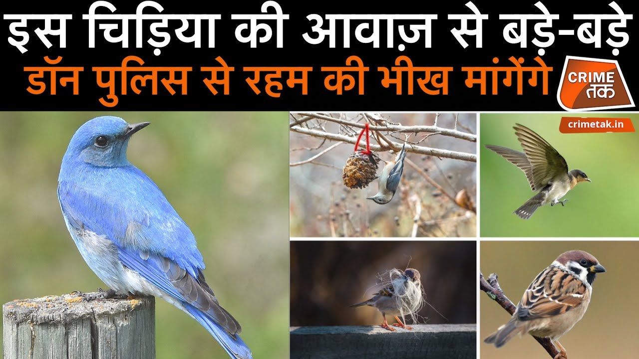 एक चिड़िया की आवाज़ कैसे पुलिसवालों के लिए बन सकती है सबसे बड़ी मददगार? CrimeTak