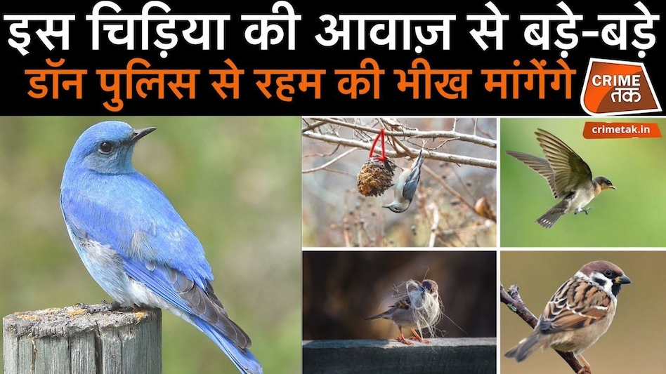 एक चिड़िया की आवाज़ कैसे पुलिसवालों के लिए बन सकती है सबसे बड़ी मददगार? एक चिड़िया की आवाज़ कैसे पुलिसवालों के लिए बन सकती है सबसे बड़ी मददगार?