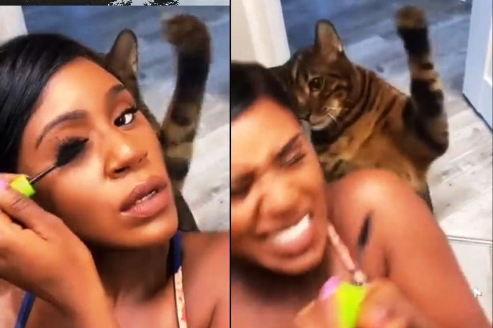 इसकी बिल्ली भी इसे प्यार नहीं करती! लड़की कर रही थी मेकअप, नाराज़ बिल्ली ने उसपर कर दी थप्पड़ों की बारिश, देखें VIRAL VIDEO इसकी बिल्ली भी इसे प्यार नहीं करती! लड़की कर रही थी मेकअप, नाराज़ बिल्ली ने उसपर कर दी थप्पड़ों की ...