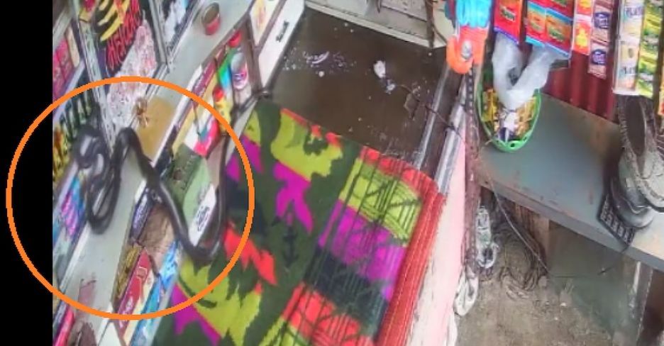 दुकान में बैठा था बच्चा,
ऊपर से गिरा सांप ! दुकान में बैठा था बच्चा, ऊपर से गिरा सांप !