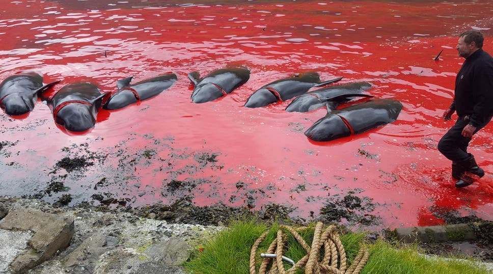 बीच समंदर में करीब डेढ़ हज़ार क़त्ल, खून से लाल हो गया समंदर बीच समंदर में करीब डेढ़ हज़ार क़त्ल, खून से लाल हो गया समंदर