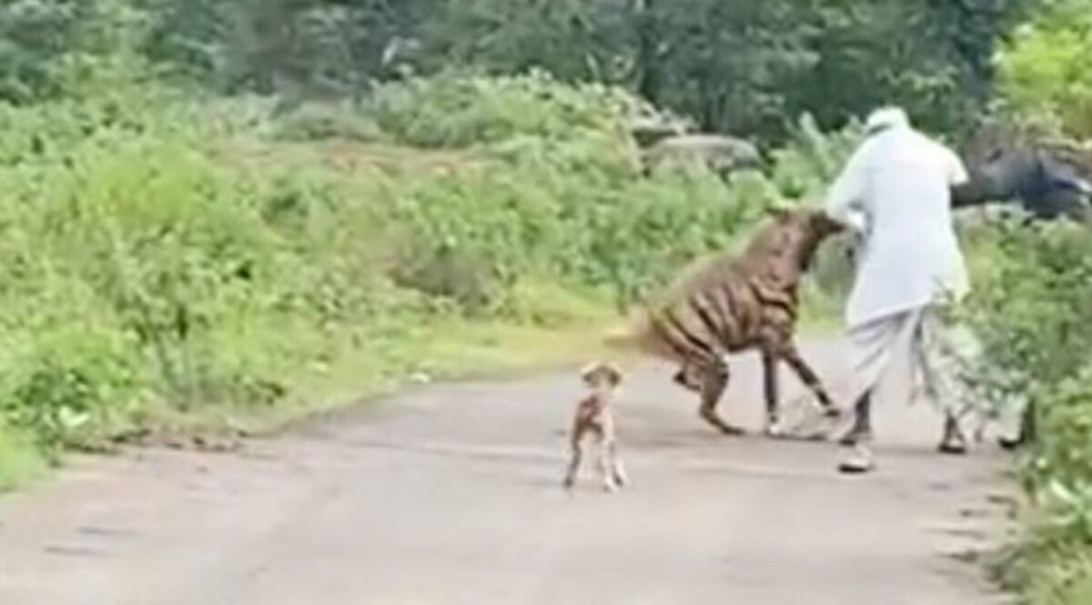Viral Video: लाठी पकड़कर चल रहा था बुज़ुर्ग अचानक आया लकड़बग्घा, फिर हुआ कुछ ऐसा कि दुम दबा कर भागा लकड़बग्घा CrimeTak