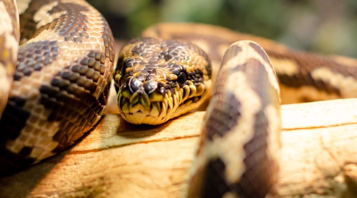 टॉयलेट सीट पर बैठा था अजगर, दरवाज़ा खोला तो निकल गई चीख़! CrimeTak