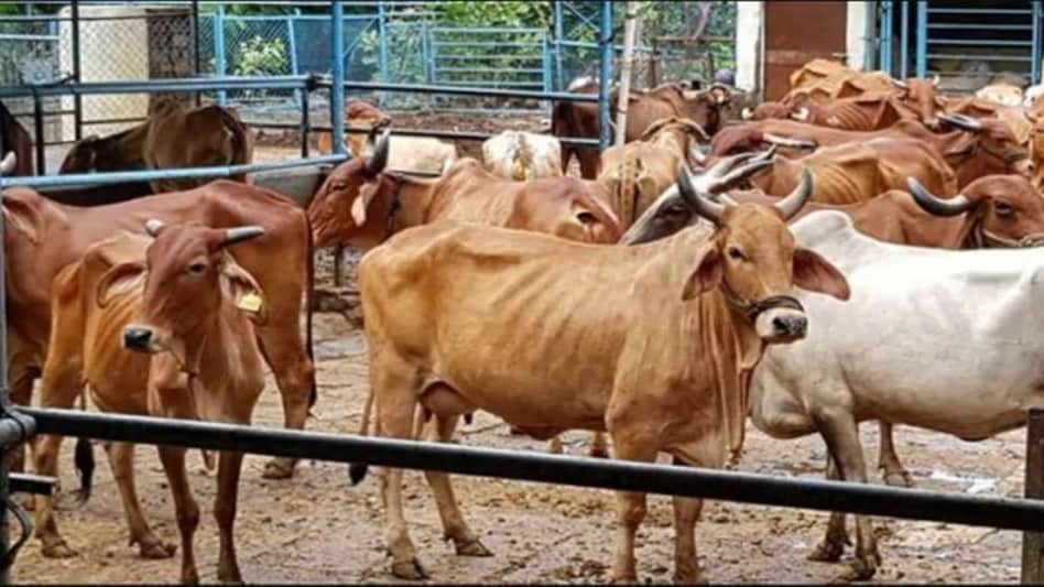 अपना बदला लेने के लिए मौत के घाट उतार डाले 54 बेजुबान गाय और बछड़े! अपना बदला लेने के लिए मौत के घाट उतार डाले 54 बेजुबान गाय और बछड़े!