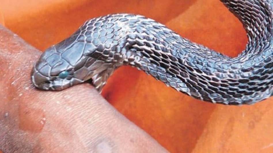 मच्छरदानी में आकर जगाने वाला था पति, मगर आ गया सांप हैरान रह गई पत्नी! मच्छरदानी में आकर जगाने वाला था पति, मगर आ गया सांप हैरान रह गई पत्नी!