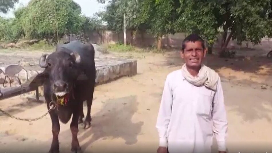 भैंस ने नहीं दिया दूध तो मालिक शिकायत लेकर पहुंच गया थाने! भैंस ने नहीं दिया दूध तो मालिक शिकायत लेकर पहुंच गया थाने!