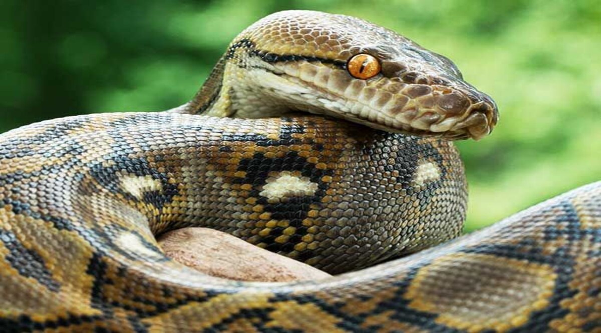 अजगर ने बस में मुसाफिरों के साथ किया 250 km का सफ़र, पता चला तो बस छोड़ भागे लोग CrimeTak