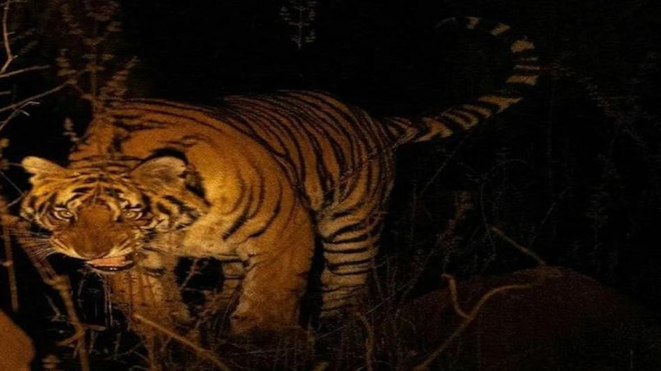 टूट गई हीरा-पन्ना की मशहूर जोड़ी,
MP : शिकारियों ने बाघ को मारकर खींच ली खाल टूट गई हीरा-पन्ना की मशहूर जोड़ी,MP : शिकारियों ने बाघ को मारकर खींच ली खाल