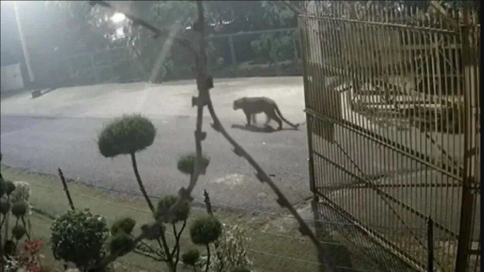 लखनऊ में तेंदुए का तांडव, लोगों पर हमला-सिपाही समेत तीन घायल, VIDEO लखनऊ में तेंदुए का तांडव, लोगों पर हमला-सिपाही समेत तीन घायल, VIDEO