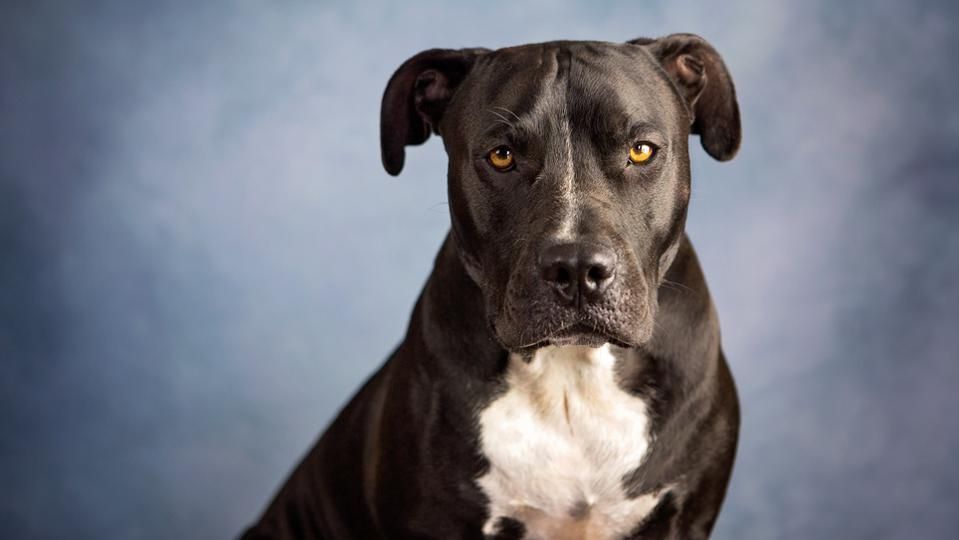 डॉग के लिए हुई लड़ाई, एक महिला ने दूसरी महिला को काट खाया, देखते रह गए कुत्ते CrimeTak