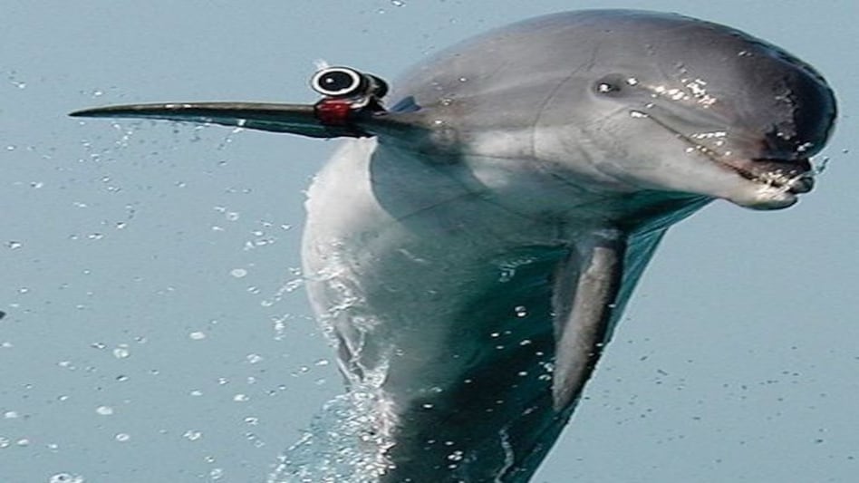 दुनिया की सबसे अजीबोगरीब जासूस! लोगों को पता ही नहीं चलता है कि कब जासूसी हो गई दुनिया की सबसे अजीबोगरीब जासूस! लोगों को पता ही नहीं चलता है कि कब जासूसी हो गई