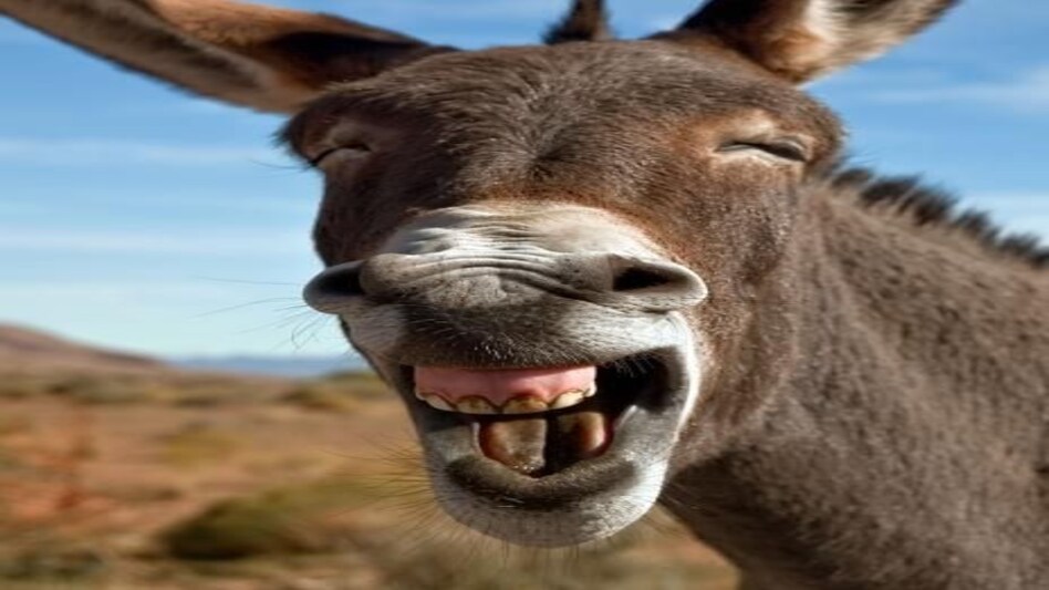 पिंकू, मोहर और बबलू को ढूंढने से हल हो जाएंगी देश की तमाम मुश्किलें? जानिए कौन हैं ये? पिंकू, मोहर और बबलू को ढूंढने से हल हो जाएंगी देश की तमाम मुश्किलें? जानिए कौन हैं ये?