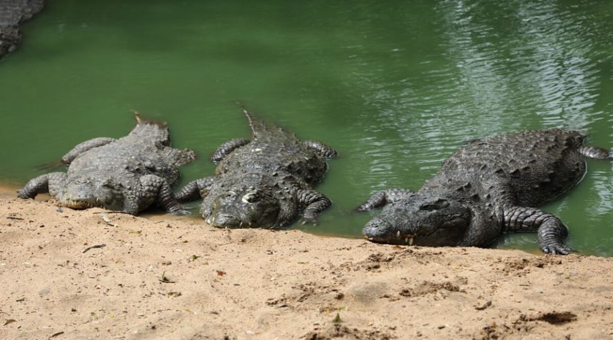 क्या बरक़रार रहेगी 'राजा भैया' की चुनावी रंगबाज़ी? इस बार है जीत का 'सत्ता' लगाने की तैयारी CrimeTak