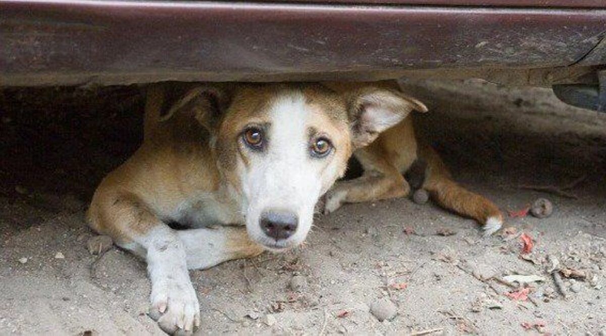 कुत्ते ने भौंका तो पहले कुत्ते को मारा और फिर कुत्ते के मालिक को मार डाला CrimeTak