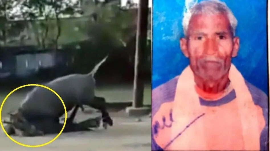 UP : नील गाय ने ली एक किसान की जान ! UP : नील गाय ने ली एक किसान की जान !