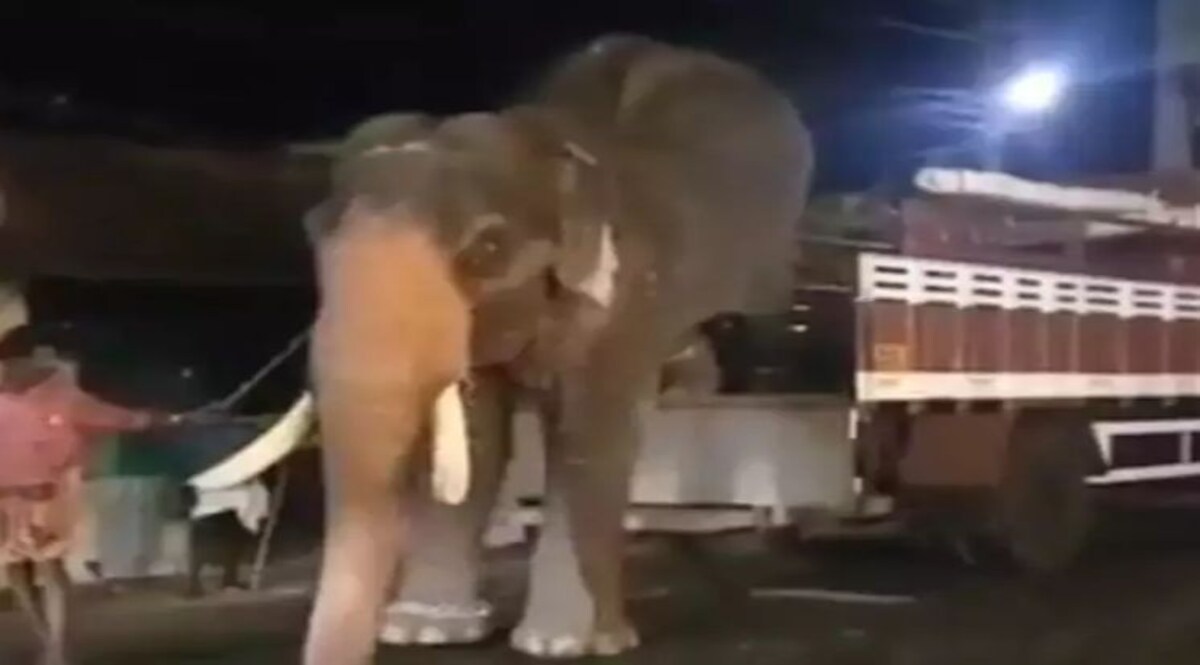 हाथी को देखकर इस लड़की ने खोया आपा, रोड पर जो दिखा उसे सीधा ठोक दिया, देखें Video CrimeTak