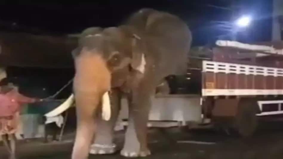 हाथी को देखकर इस लड़की ने खोया आपा, रोड पर जो दिखा उसे सीधा ठोक दिया, देखें Video हाथी को देखकर इस लड़की ने खोया आपा, रोड पर जो दिखा उसे सीधा ठोक दिया, देखें Video