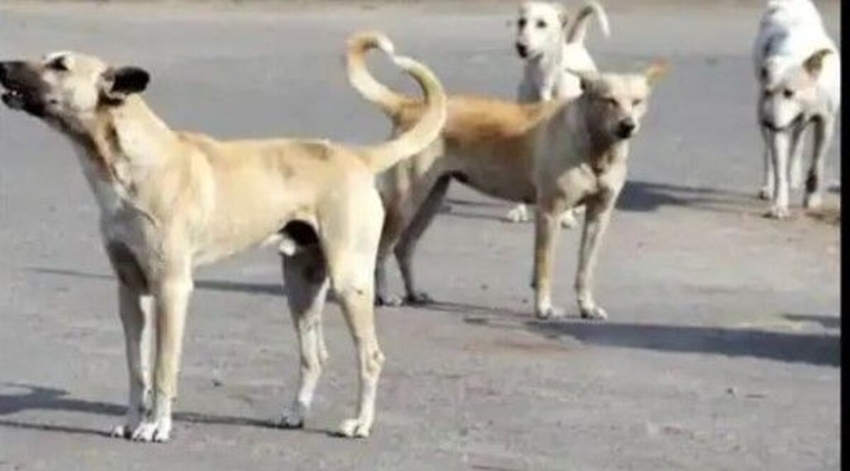 UP News : झुग्गी में सो रही ढाई साल की बच्ची को नोच कर आवारा कुत्तों ने मार डाला CrimeTak