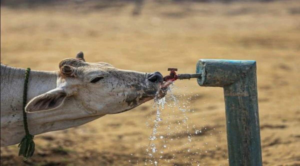 COW SLAUGHTER CASE : पहले गाय की हत्या हुई फिर कुछ ऐसा हुआ कि आप भी हैरान हो जाएंगे! CrimeTak