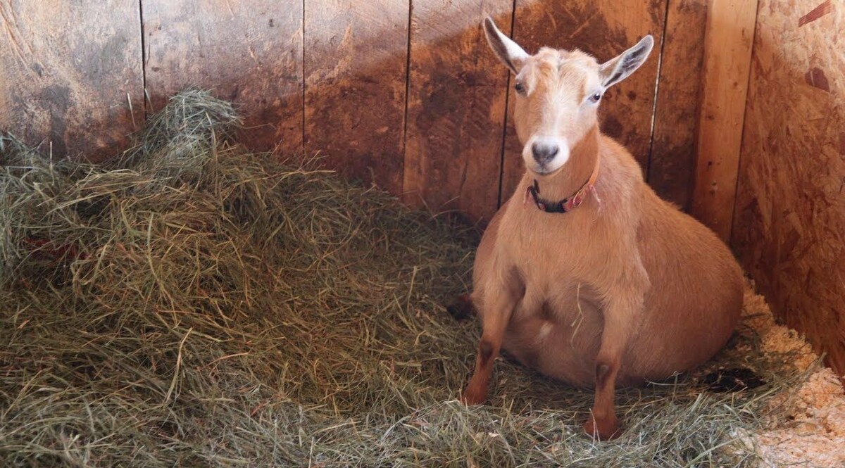 Rape News Hindi: कम से कम जानवरों को तो बख़्श दो! केरल में प्रेग्नेंट बकरी का रेप CrimeTak