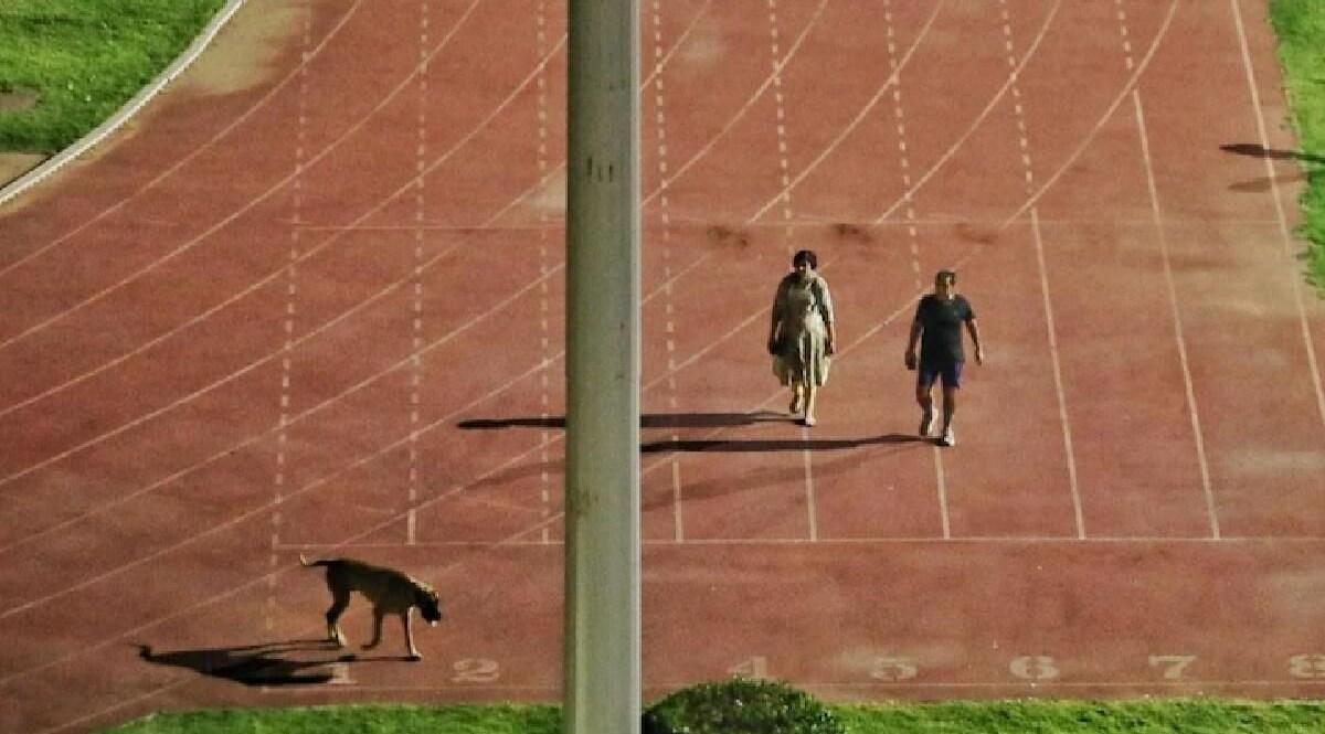 IAS अधिकारी का वो कुत्ता, जिसकी वजह से पति-पत्नी अब करेंगे 3500 KM दूर अलग अलग काम CrimeTak