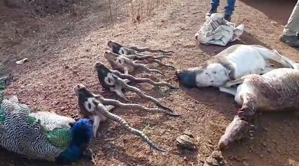 काले हिरण का शिकार कर रहे शिकारियों को पकड़ने गए 3 पुलिसवालों की गोली मारकर हत्या CrimeTak