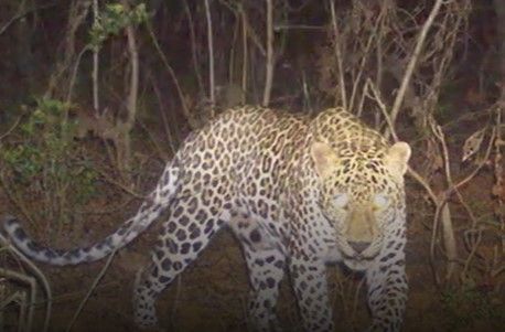 Leopard kills Children : जम्मू-कश्मीर के बारामूला में तेंदुए ने तीन बच्चों की जान ली CrimeTak