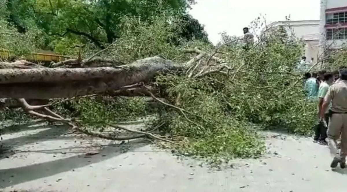 Chandigarh : स्कूल में 250 साल पुराना पेड़ मासूम बच्चों पर गिरा, 1 बच्चे की मौत CrimeTak