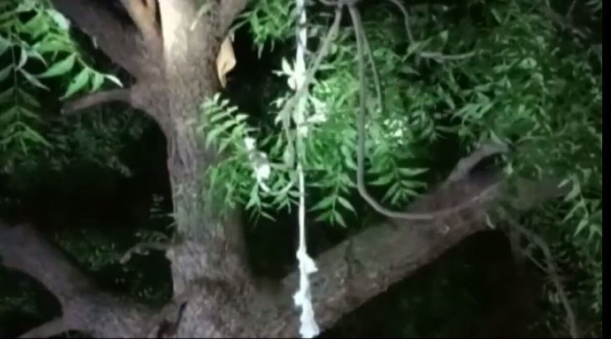 MP Crime: एक पेड़ तीन बहनों की फांसी, पेड़ से लटकती 3 बहनों की लाश मिलने से सनसनी CrimeTak