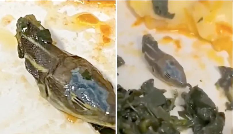 Viral Video : Flight के खाने में मिला सांप का कटा सिर, मचा हड़कंप, जांच शुरू Viral Video : Flight के खाने में मिला सांप का कटा सिर, मचा हड़कंप, जांच शुरू