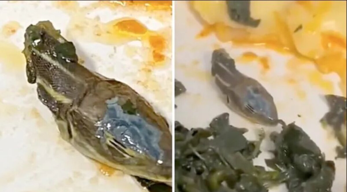 Viral Video : Flight के खाने में मिला सांप का कटा सिर, मचा हड़कंप, जांच शुरू CrimeTak