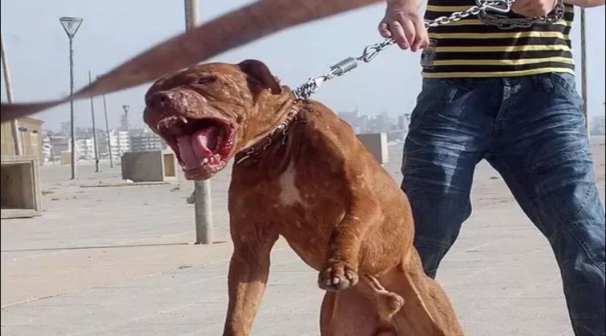 UP News Hindi: घर में पाल रखा था पिटबुल डॉग, छत पर टहलाने के दौरान मालकिन को ही नोच खाया CrimeTak