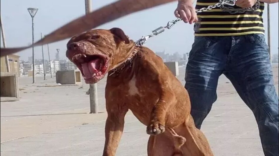 UP News Hindi: घर में पाल रखा था पिटबुल डॉग, छत पर टहलाने के दौरान मालकिन को ही नोच खाया UP News Hindi: घर में पाल रखा था पिटबुल डॉग, छत पर टहलाने के दौरान मालकिन को ही नोच खाया