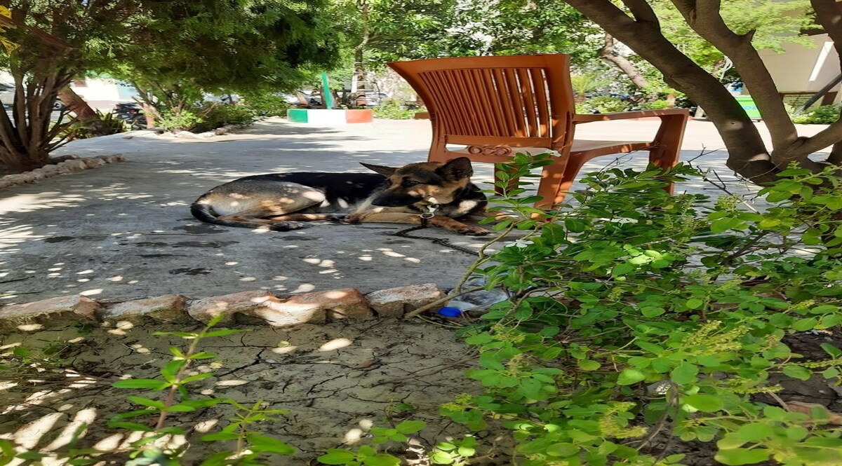 Bihar News: बिहार में शराब क़ानून की चपेट में आया कुत्ता, पुलिस ने पहुंचा दिया थाने CrimeTak