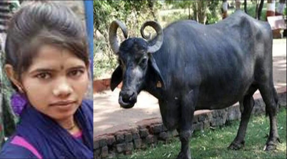 भैंसों से इस कदर प्यार करती थी रजनी, चारा खाने गई तीन भैसें घर नहीं लौटीं तो दे दी जान! CrimeTak