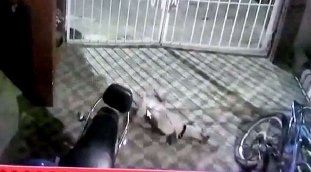 Bihar News: एक जानवर को सूंघते ही तड़पकर कुत्ते ने यूं तोड़ दिया दम, Video में दिखा मौत का मंज़र CrimeTak