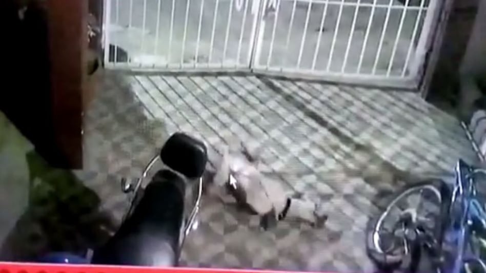 Bihar News: एक जानवर को सूंघते ही तड़पकर कुत्ते ने यूं तोड़ दिया दम, Video में दिखा मौत का मंज़र Bihar News: एक जानवर को सूंघते ही तड़पकर कुत्ते ने यूं तोड़ दिया दम, Video में दिखा मौत का मंज़र